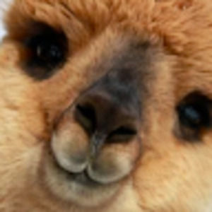 Meet your Posher, Sabina